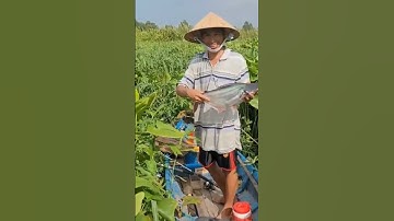 câu cá cồn ấu cùng với anh♥♥ gianghuynhcttv♥♥♥♥