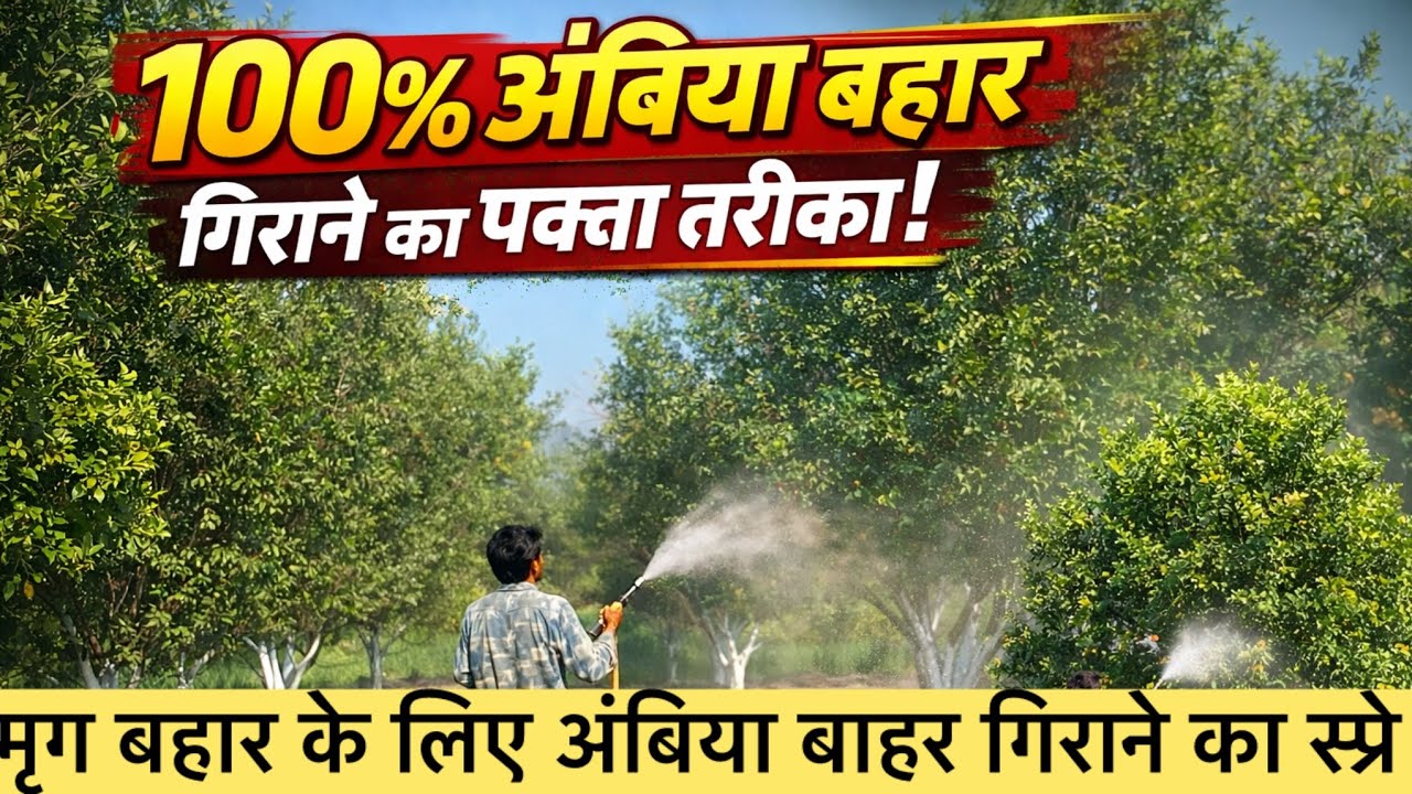 	संतरा 🍊 अंबिया बहार नहीं लेनी? मृग बहार मजबूत आएगी – अगली बहार में ज्यादा और एकसमान फूल आएंगे।