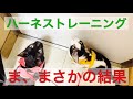 ハーネスレビュー｜トレーニングの結果｜猫用品専門店ゴロにゃん
