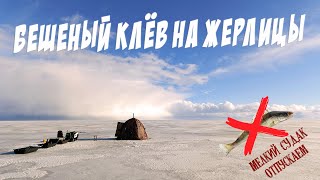 Белое озеро! Бешеный клёв на жерлицы.