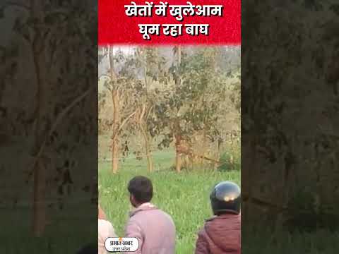 Tiger in Pilibhit: खेतों में बाघ का डेरा, किसानों में दहशत