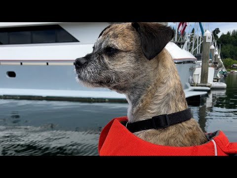 Video: Bådsejlads med hunde: 9 Sikkerhedstips