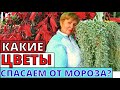 Цветы, которые боятся заморозков. Спасаем первыми