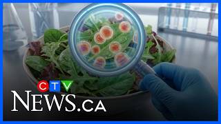 ‘We don’t know where this is coming from’: Doctor on U.S. cyclospora outbreak