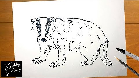 How to Draw a Badger Step by Step