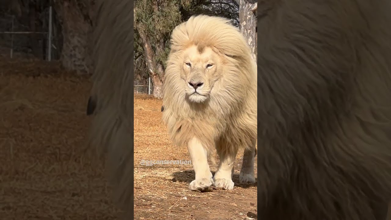Moyas White Mane Is Just Extraordinary When He Moves It Flows With Him Like A Golden Curtain