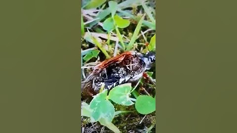 좀비 곤충 물리면?