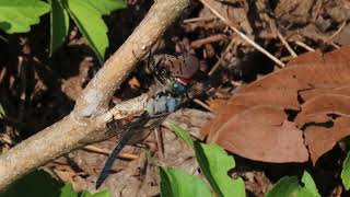 Dragonfly eats a Spotted Lantern Fly - Part 2/2