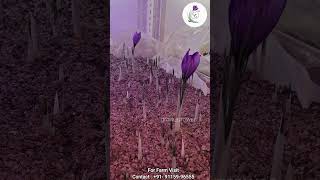 🌸 Saffron Flower Blooming Hyperlapse | Indoor Saffron Farm 🌸