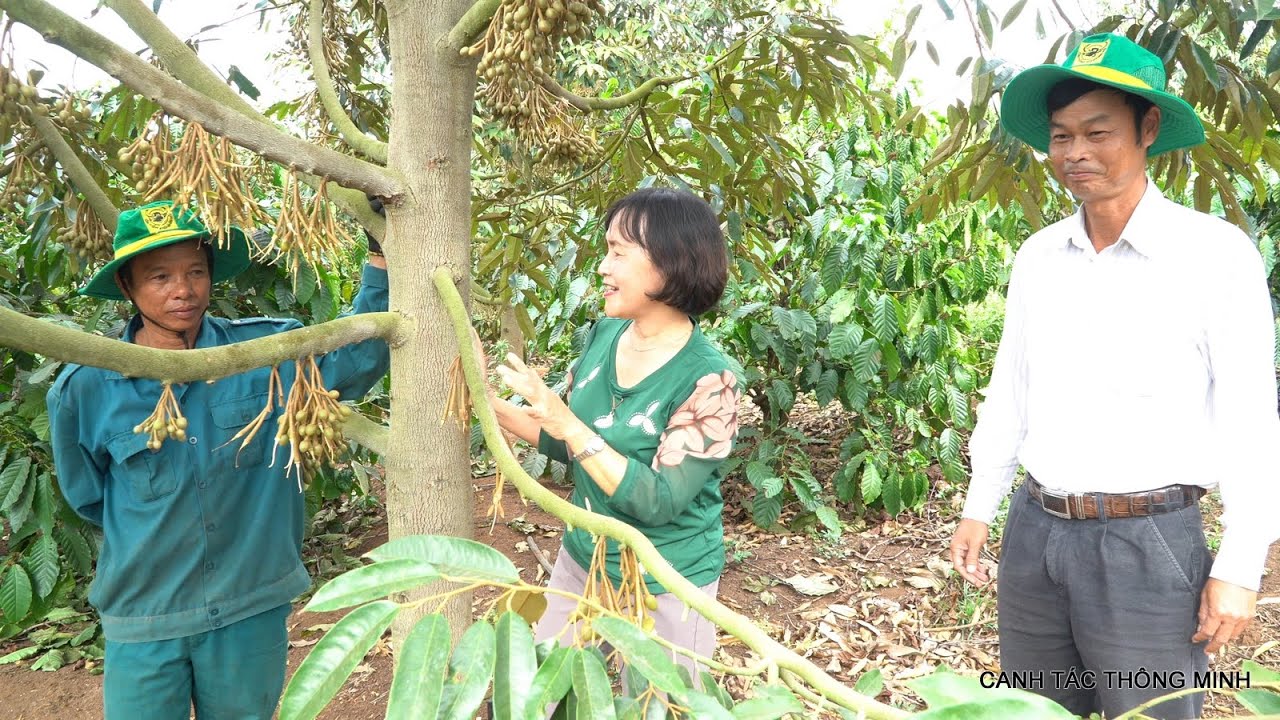 CANH TÁC THÔNG MINH: CHĂM SÓC SẦU RIÊNG XEN CANH CÀ PHÊ GIAI ĐOẠN RA HOA