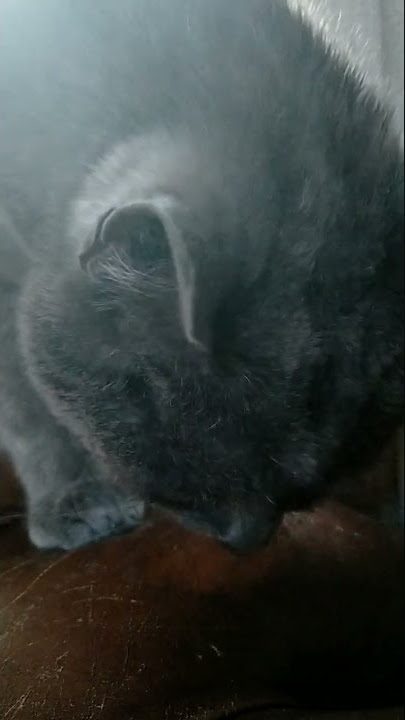 ASMR pussy licking