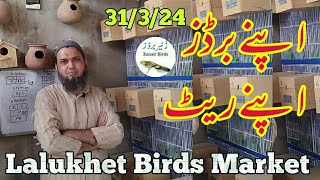Lalukhet Sunday Birds Market 31\/3\/24 birds  rate list 2024 lalukhet birds market 2024|zunair birds