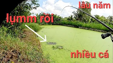 Quá chừng cái ao này cá nhiều lắm luôn/câu cá lóc Gò Công|Thái Nguyễn fishing