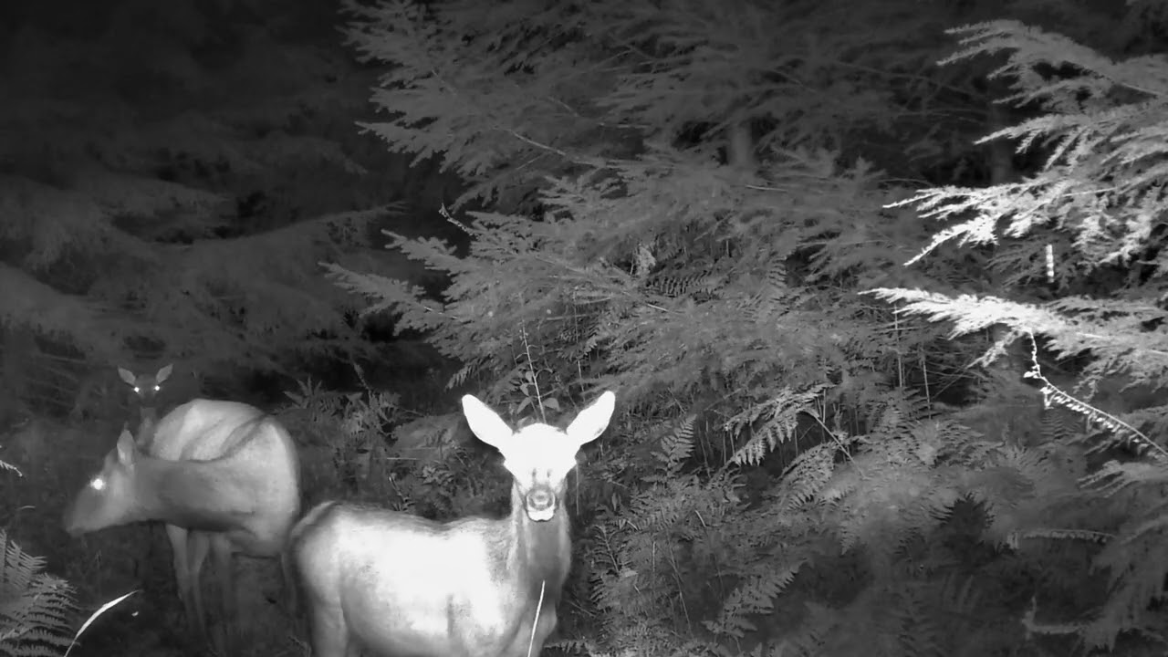 Elk babysitter with Bulls screaming
