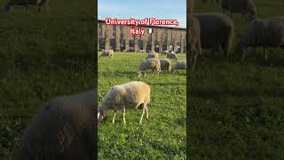 Grass Class in Session at the University of Florence, Italy 🐏 #florenceitaly #italy #sheepfarming