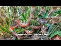 Snake Plant / Mother-in-law's Tongue | Sansevieria Varieties