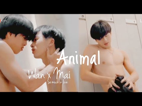 BL | FMV | Wan x Mai | Mill x Yang | So much in love | Ni Yam Ruk | Animal | Thai | Love