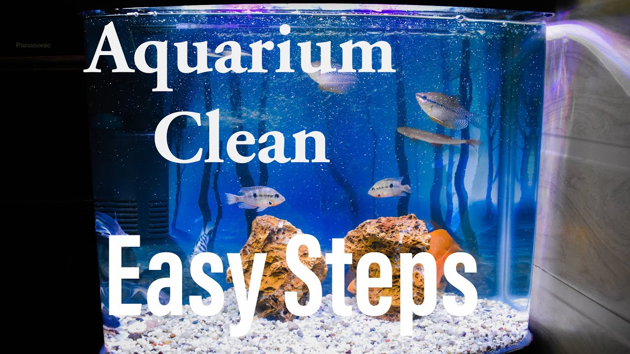 How to clean Aquarium in easy steps 1st Video YouTube