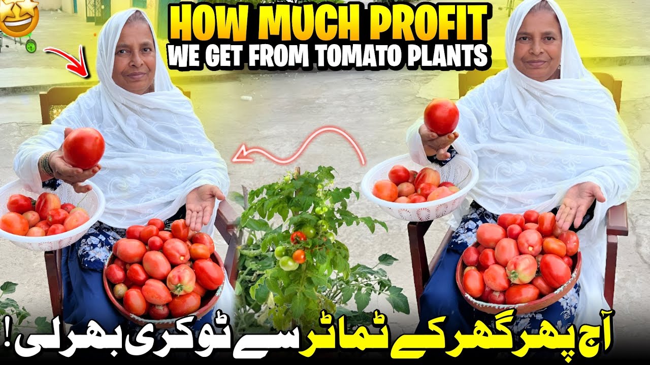 How Much Profit We Get From Tomato Plants? 😍✨ Tomato Plants Profit Idea | Humare Ami Abu