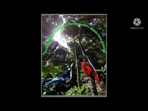 suara pikat mantenan vs rambatan Doraemon ampuh