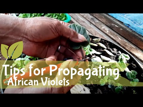 Video: Jenis Tumbuhan Violet - Ketahui Mengenai Varieti Tumbuhan Violet
