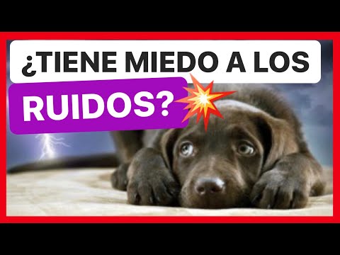 Video: ¿Cómo puedo hacer que mi perro no tema los ruidos fuertes?