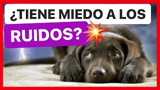 Mi PERRO tiene MIEDO a los RUIDOS FUERTES y OBJETOS ¿QUÉ HAGO?  ► SOLUCIONADO ✅