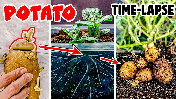 Growing Potato Plant Time Lapse - Sprouting Eyes to Potatoes (90 Days) - DayDayNews