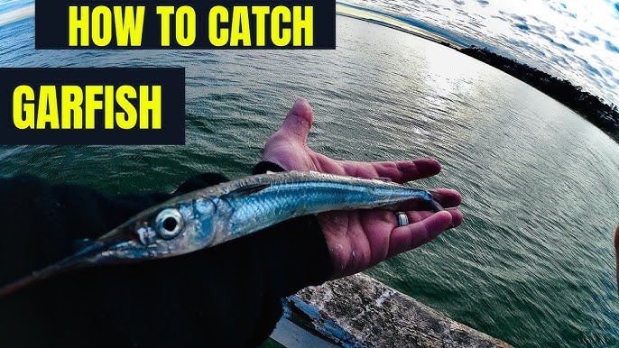 How to Catch Garfish: A Complete Guide – Daiwa Australia