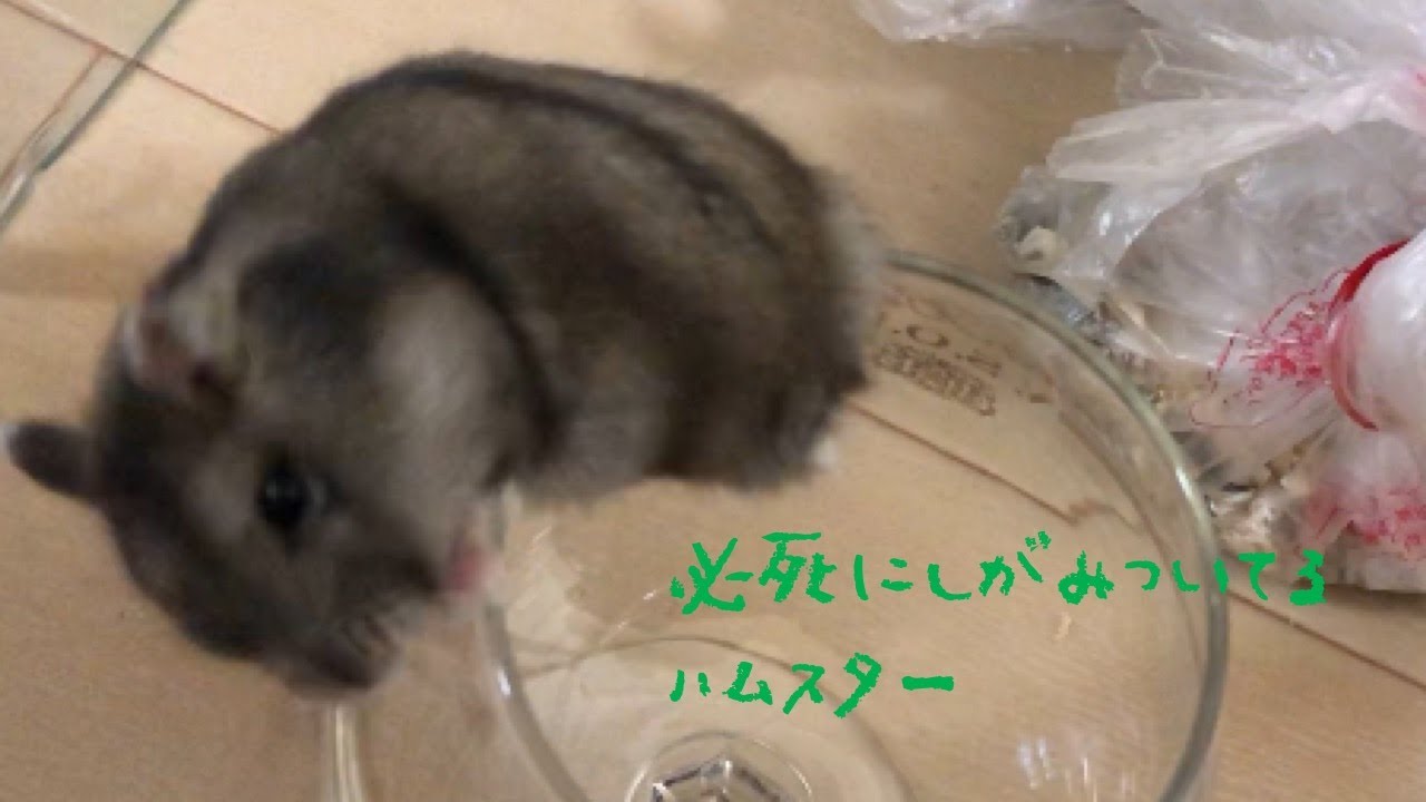 いじめられるハムスター Youtube いじめられるハムスター Youtube