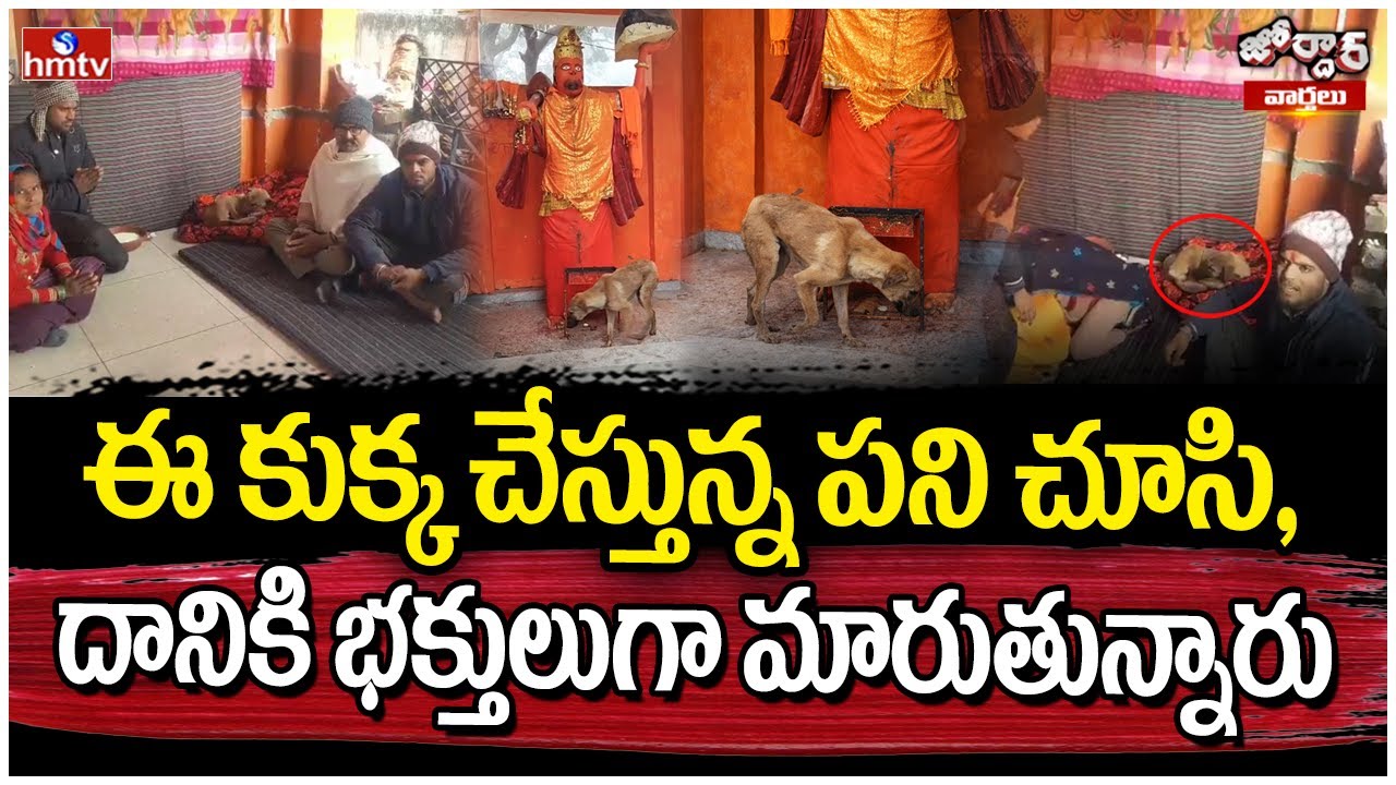 Jordar Varthalu : ఈ కుక్క చేస్తున్న పని చూసి, దానికి భక్తులుగా మారుతున్నారు | hmtv