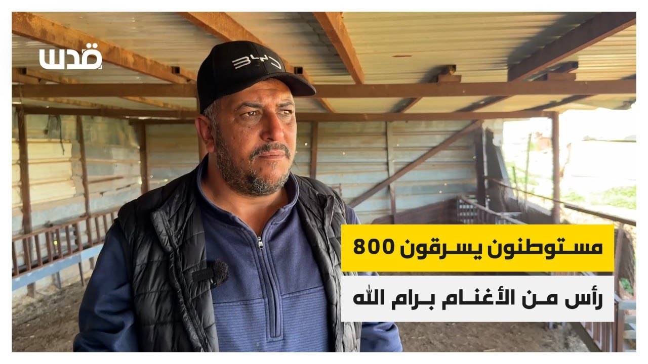 مستوطنون يسرقون 800 رأس من الأغنام برام الله