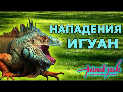 Нападения игуан и чем они опасны для людей