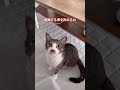 営業妨害だなぁ〜未来猫！　　　　　　　保護猫シンとテンの物語