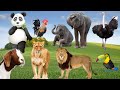 Funny animal sounds in wildlife elephant goat ostrich lion parrot panda  animal moments