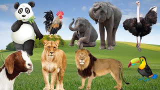 Funny Animal Sounds In Wildlife Elephant Goat Ostrich Lion Parrot Panda Animal Moments