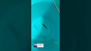 flutterstick #Brot_Lure