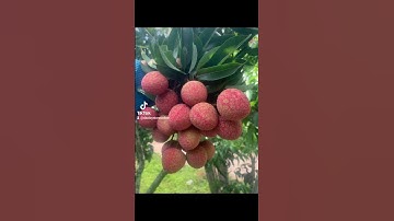 Vải Thiều Lục Ngạn Bắc Giang🎋