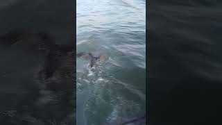 nelayan selat Malaka #fyp #reels #viral #viralvideo #viralshorts #viralreels