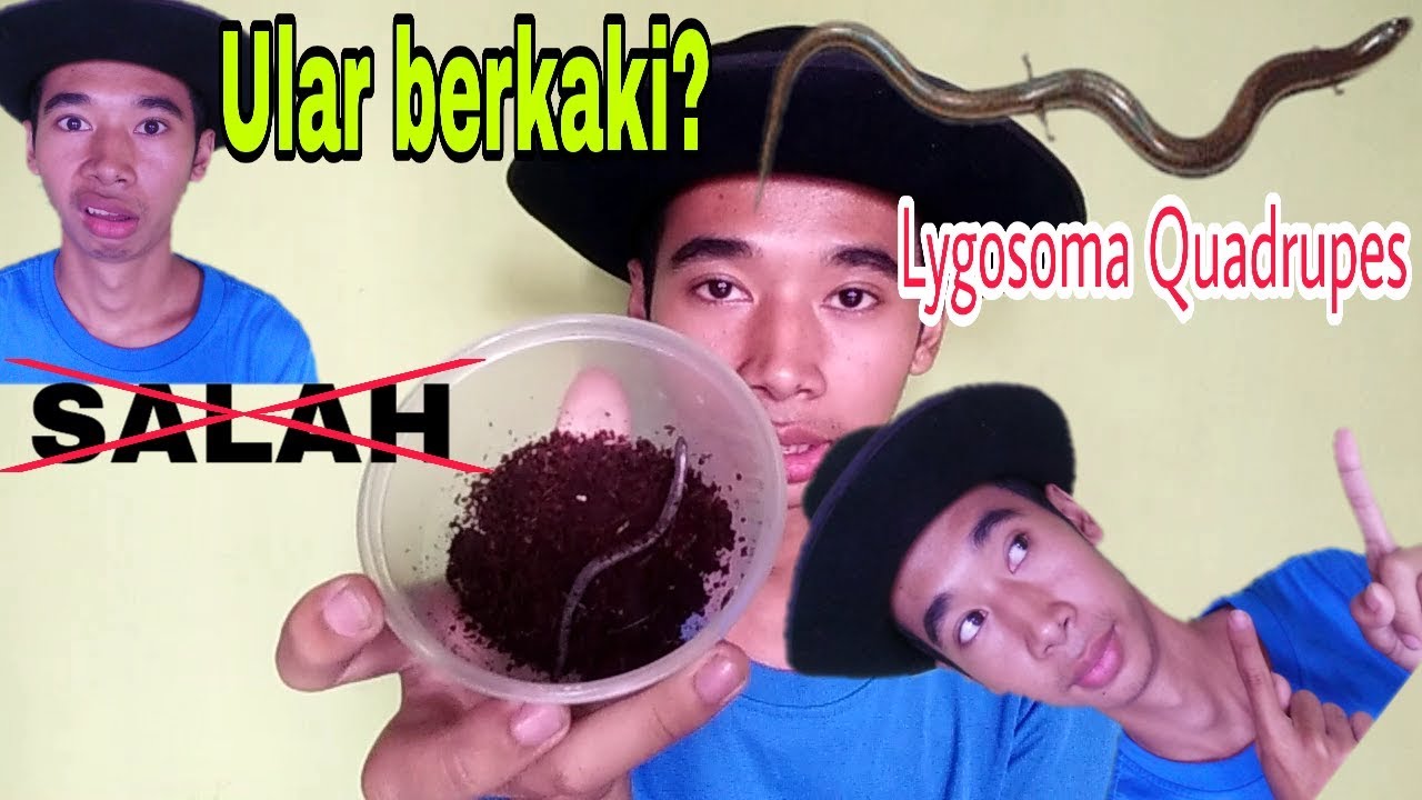 Ular Berkaki  Tanda  tanda  mau kiamat  Ini penjelasannya 