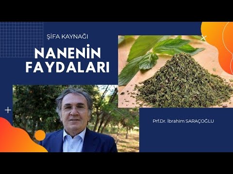 NANENİN FAYDALARI / Nanenin Zararları ve Yan Etkileri