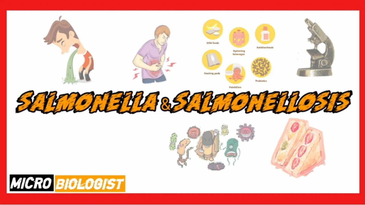 Salmonellosis causes, symptoms, diagnosis, treatment, pathology YouTube