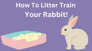 Litter Train Your Rabbit