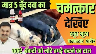 बकरी बकरे को मोटा करने की चमत्कारिक दवा Bakre Bakri ko mota karne ki dawai