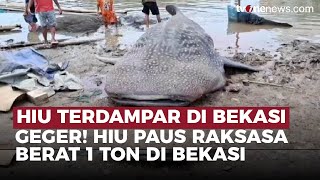 Seekor Hiu Paus Raksasa Berbobot 1 Ton Ditemukan Mati di Bekasi | OneNews Update