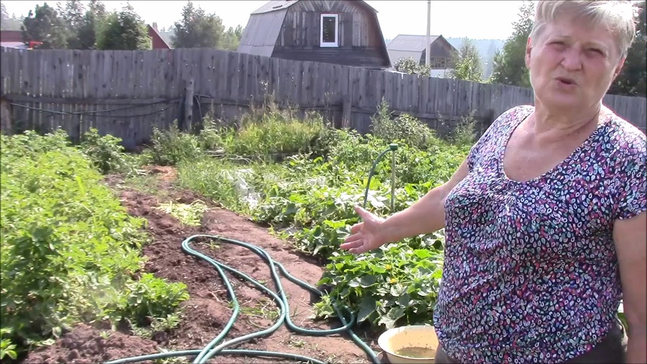 Как вырастить ранний картофель Огородникова Анна - YouTube