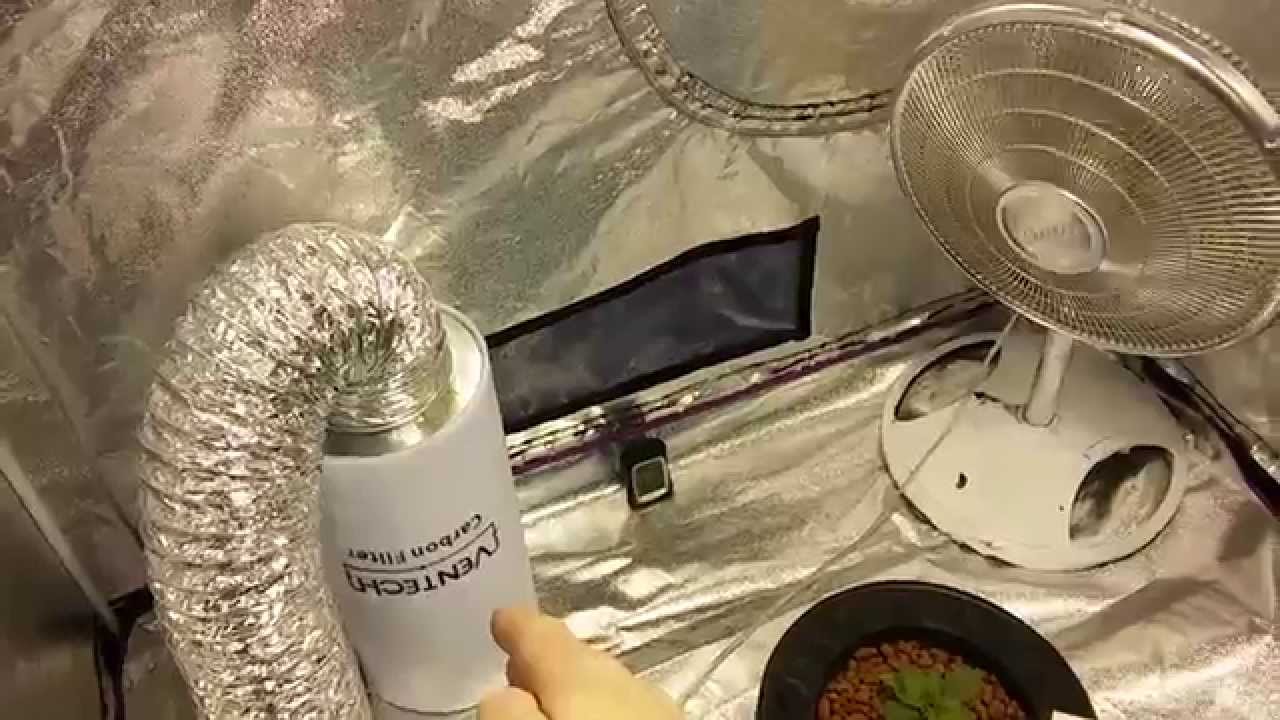 showing apollo 5x5 grow