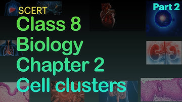 Class 8 Biology Chapter 2 | Cell Clusters (With Notes):Part 2 | Kite Victers