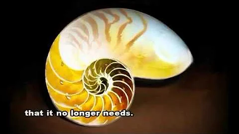 Gods Fingerprint - The Fibonacci Sequence