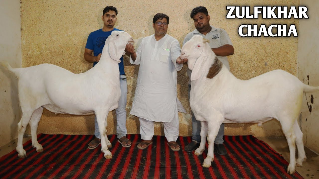 Zulfikhar chacha Ke All Goats In Video Sojat Beetal Gujri